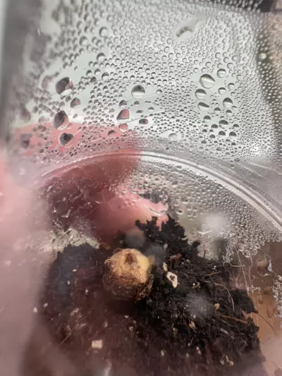 plant/PBV corm AA14-1-thumbnail