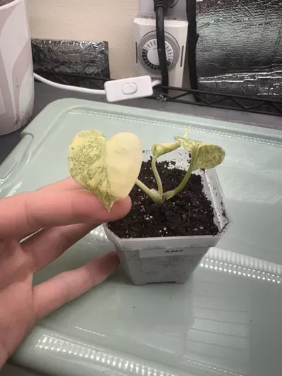 plant/Monstera Creme Brule AA03-0-thumbnail