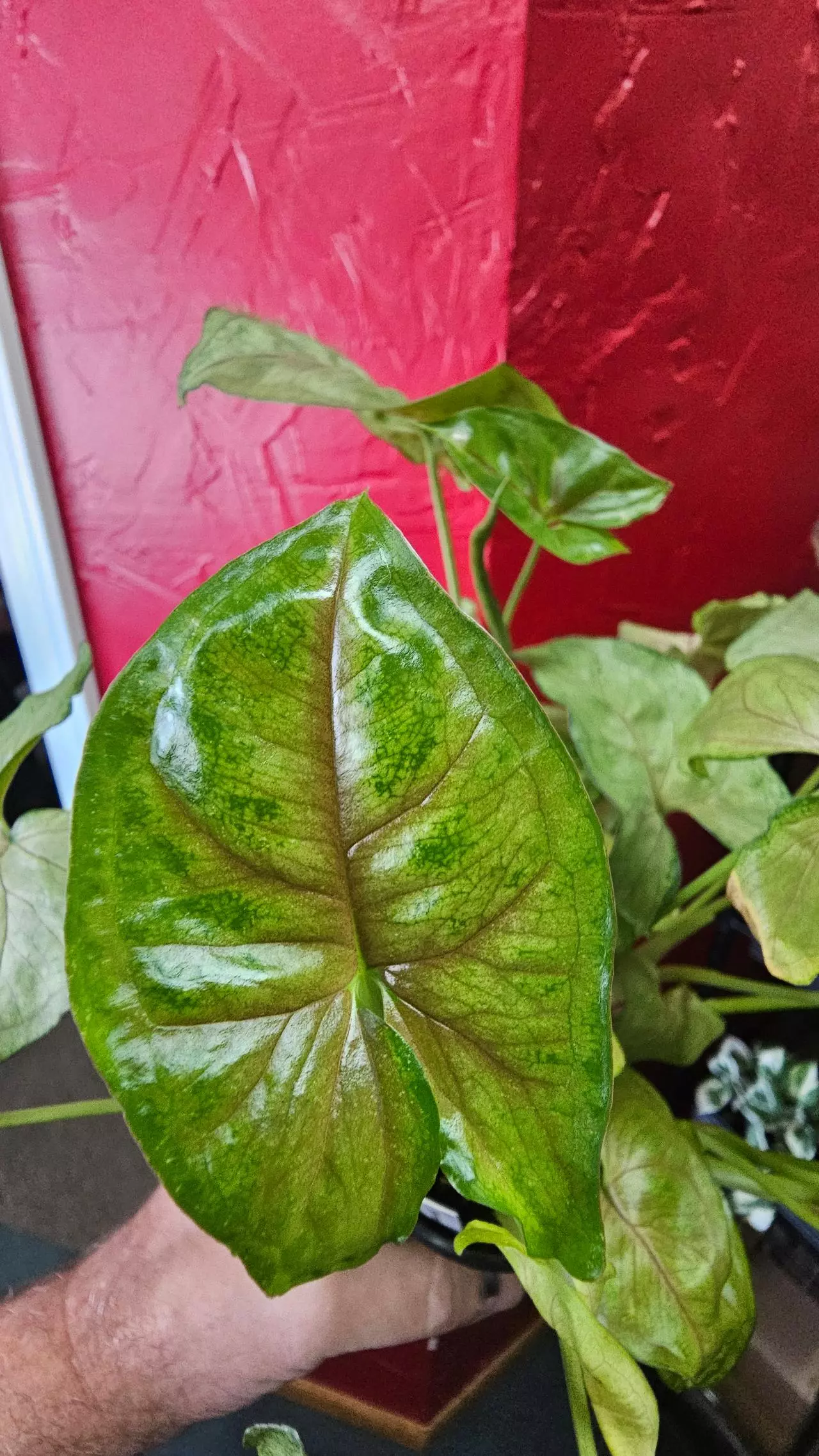 plant/Syngonium Berry Allusion-3