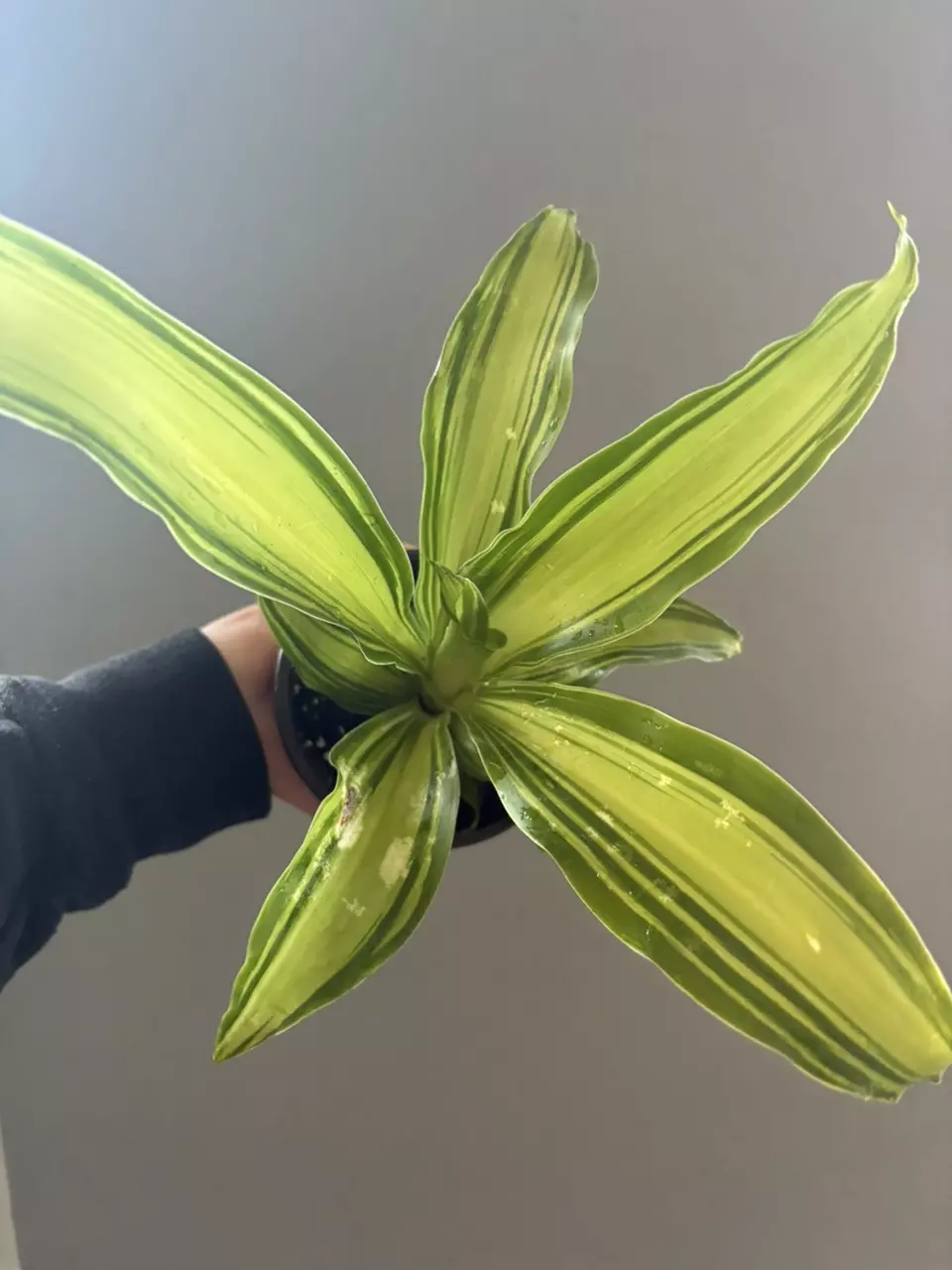 plant/Dracaena-0