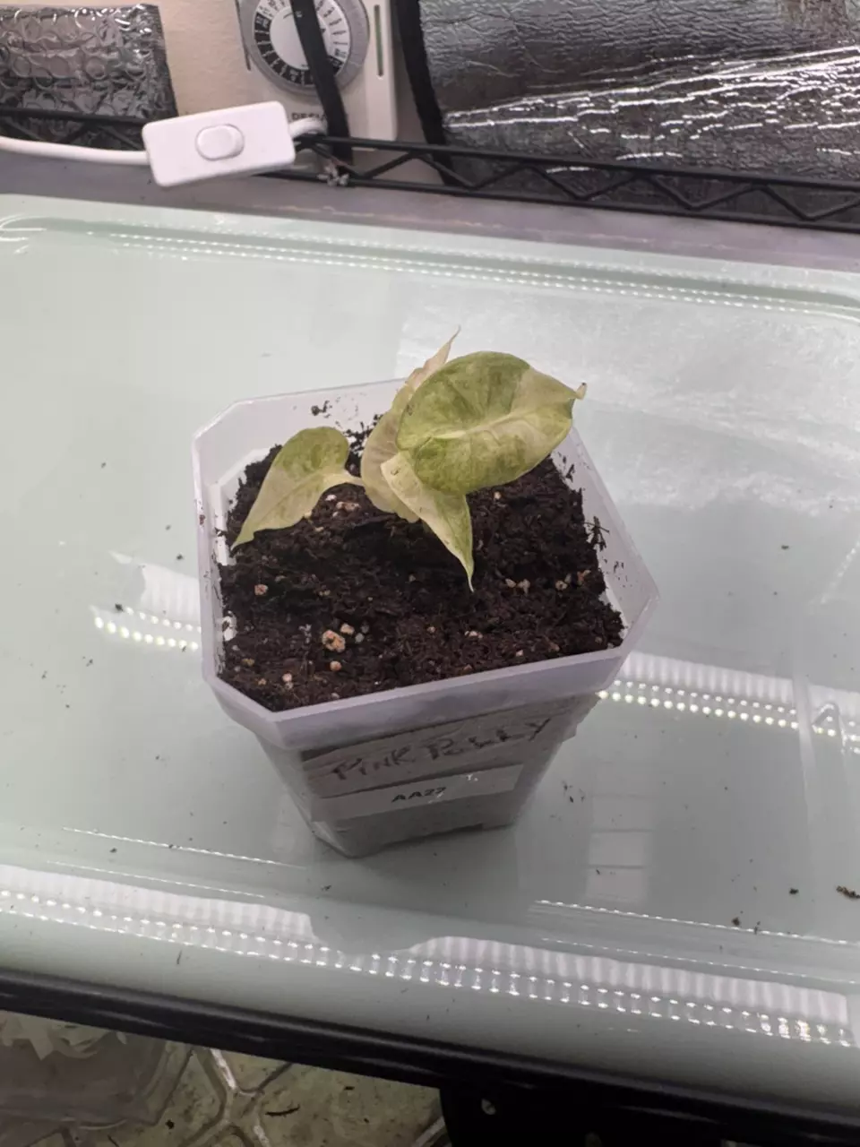 plant/Alocasia Poly Aurea AA27-0