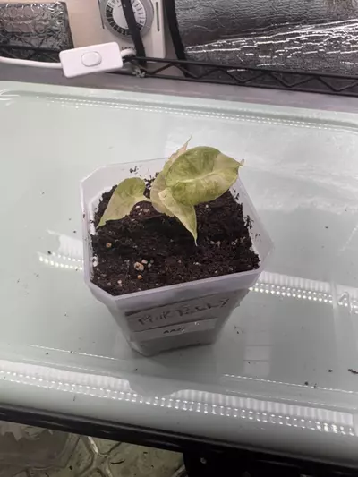 plant/Alocasia Poly Aurea AA27-0-thumbnail