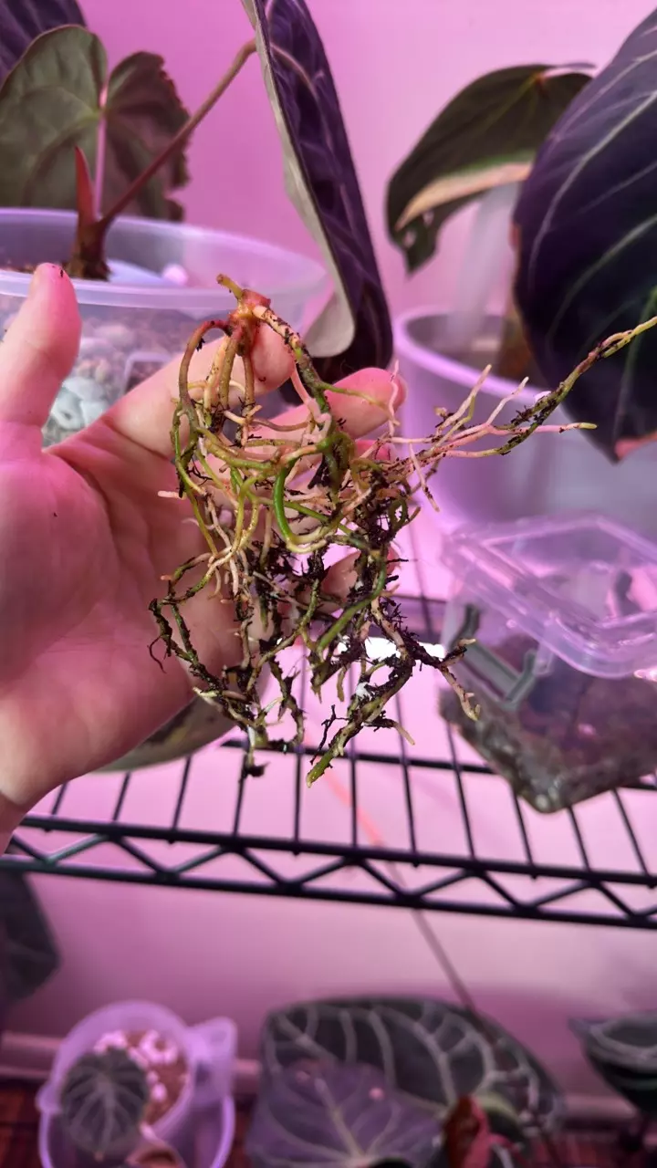 plant/Anthurium blood moon clone fresh bottom cut-0