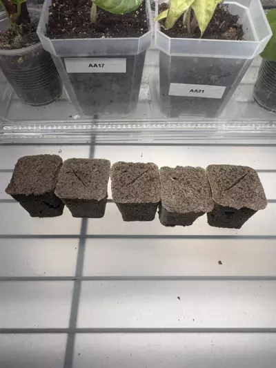 plant/5pk high quality brownies-0-thumbnail