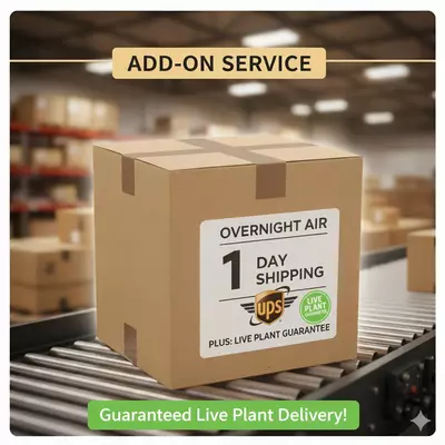 shipping_upgrade/Overnight shipping (with live plant guarantee)-0-thumbnail