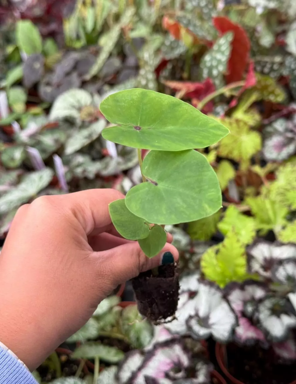 plant/Colocasia pharaohs mask starter plant growers choice-3