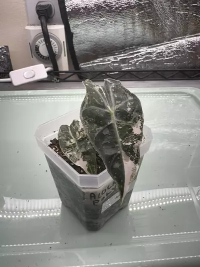 plant/Alocasia Poly Var AA20-0-thumbnail