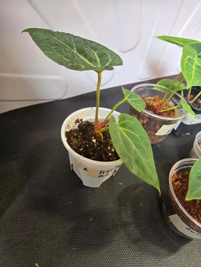 plant/Anthurium RVDP x Michelle-1-thumbnail