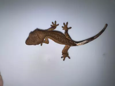 plant/CG# 7-2-thumbnail