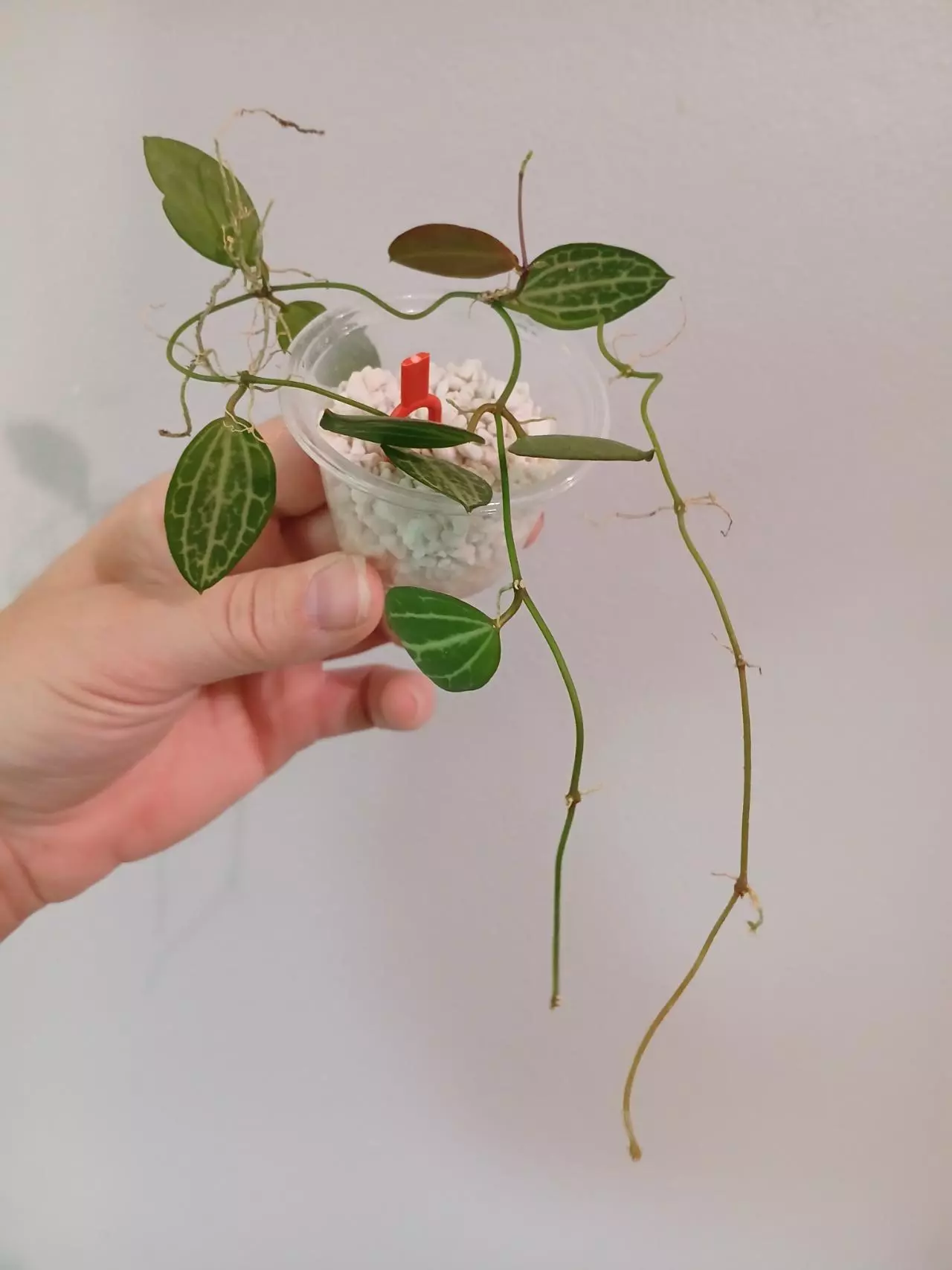 plant/Dischidia Ovata-0