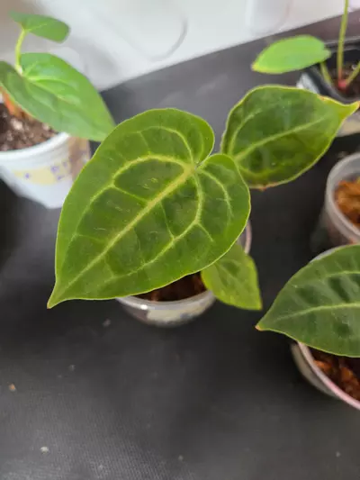 plant/Anthurium RVDP x Michelle-3-thumbnail