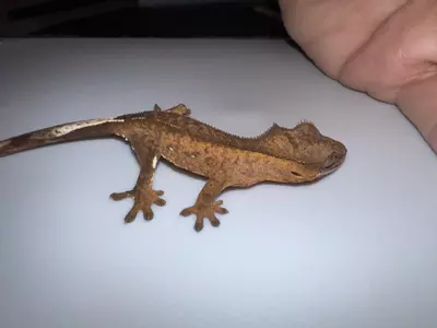 plant/CG# 7-1-thumbnail