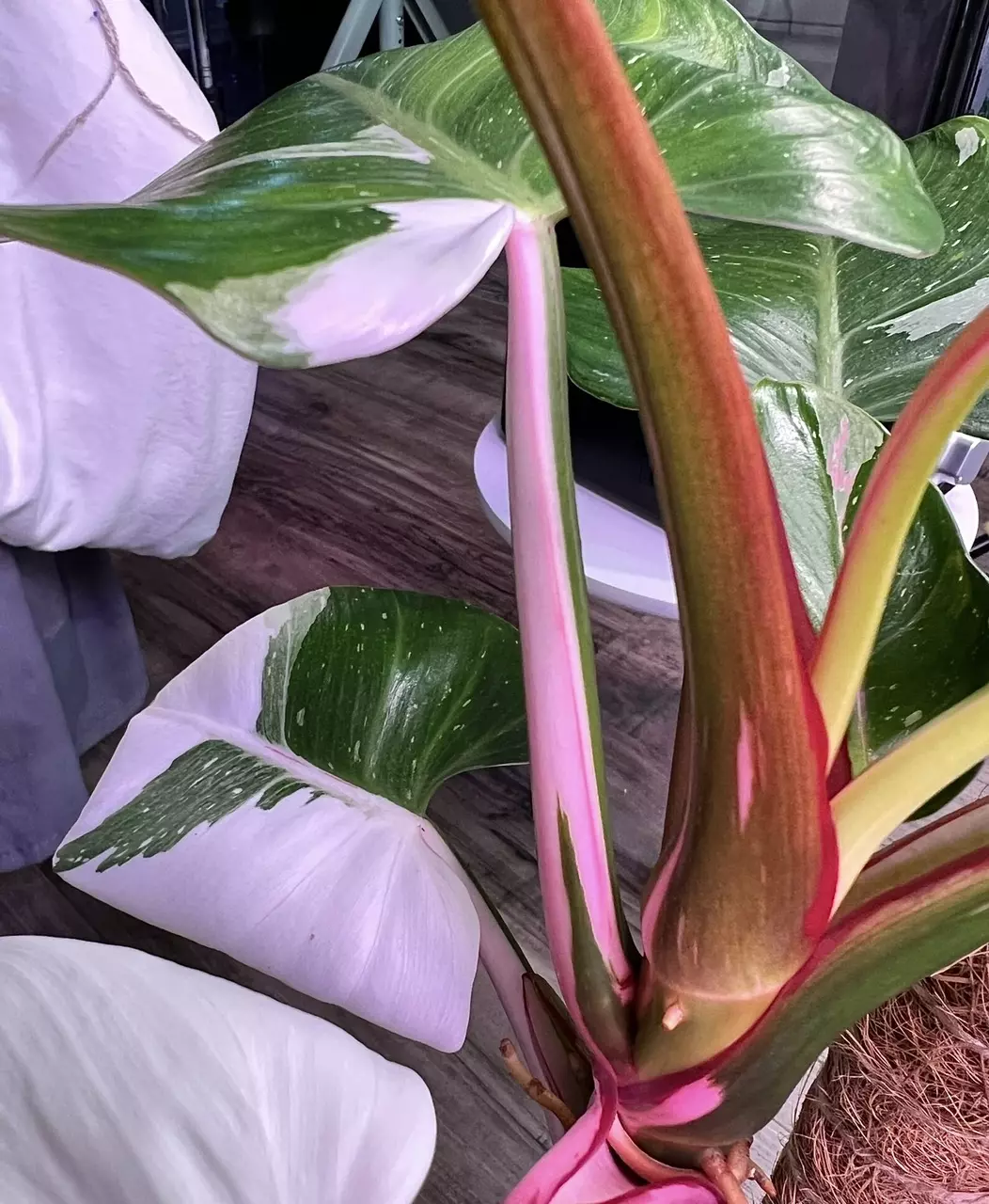plant/Philodendron White Princess / Pink Tri-Color Hybrid-0