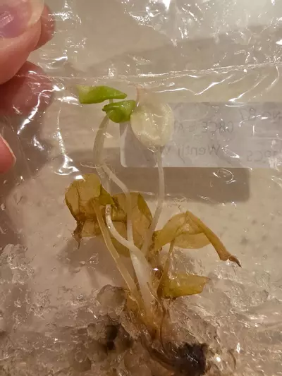 plant/REHAB tissue culture TC pack. Alocasia Aurea Wentii & Alocasia Aurea Gageana-2-thumbnail
