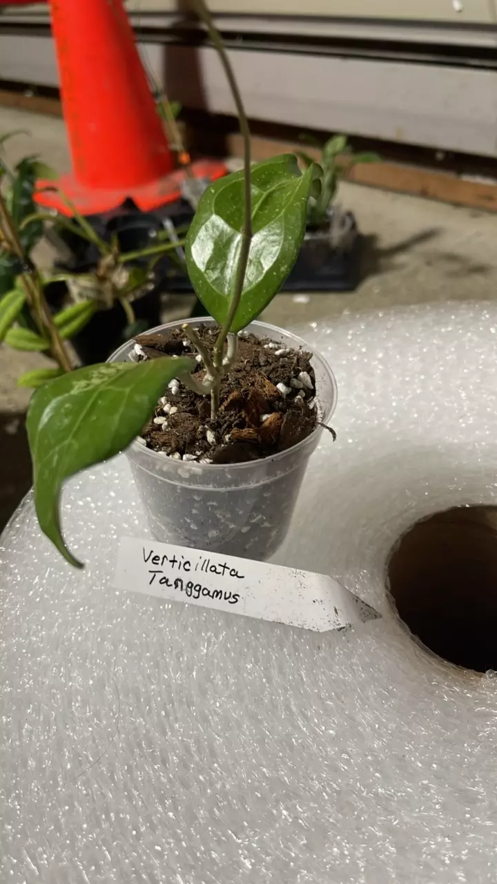 plant/Verticillata tangamus-0