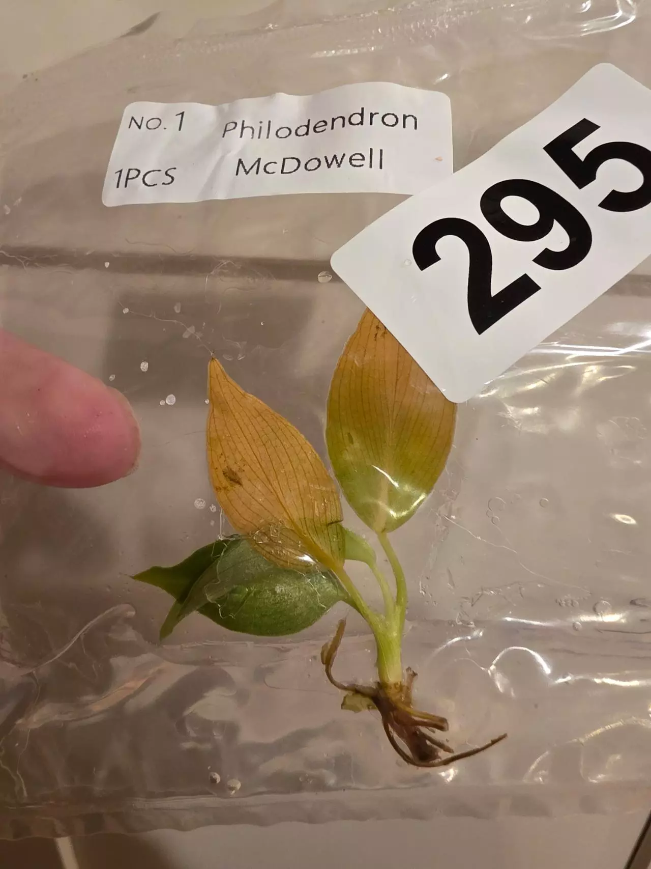 plant/Red Sun, Philo McDowell Tissue Culture Pack Rehab-4