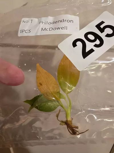 plant/Red Sun, Philo McDowell Tissue Culture Pack Rehab-4-thumbnail