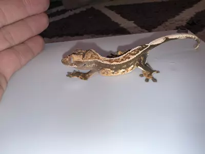 plant/CG#13-2-thumbnail