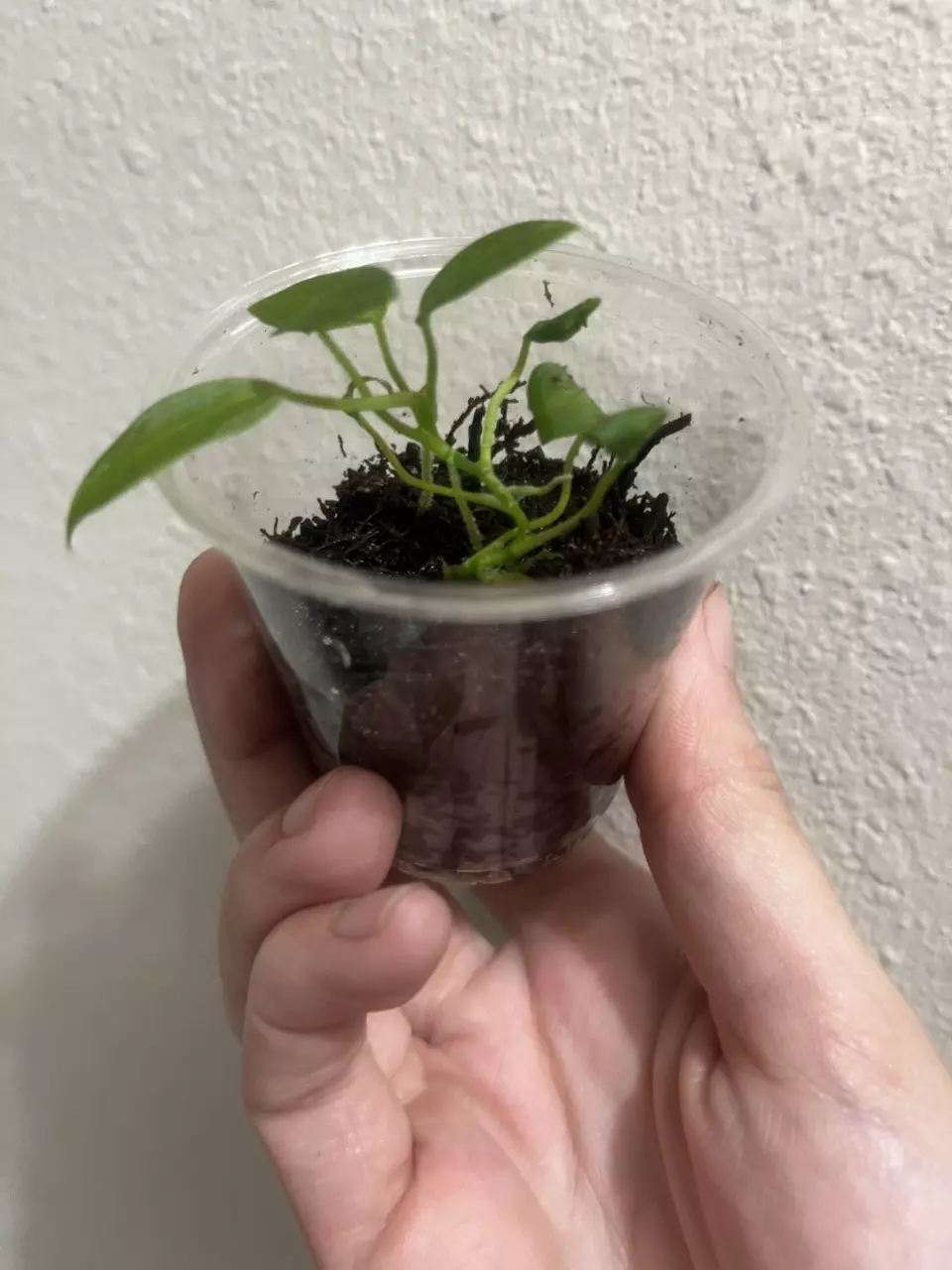plant/Anthurium Dark Queen-1