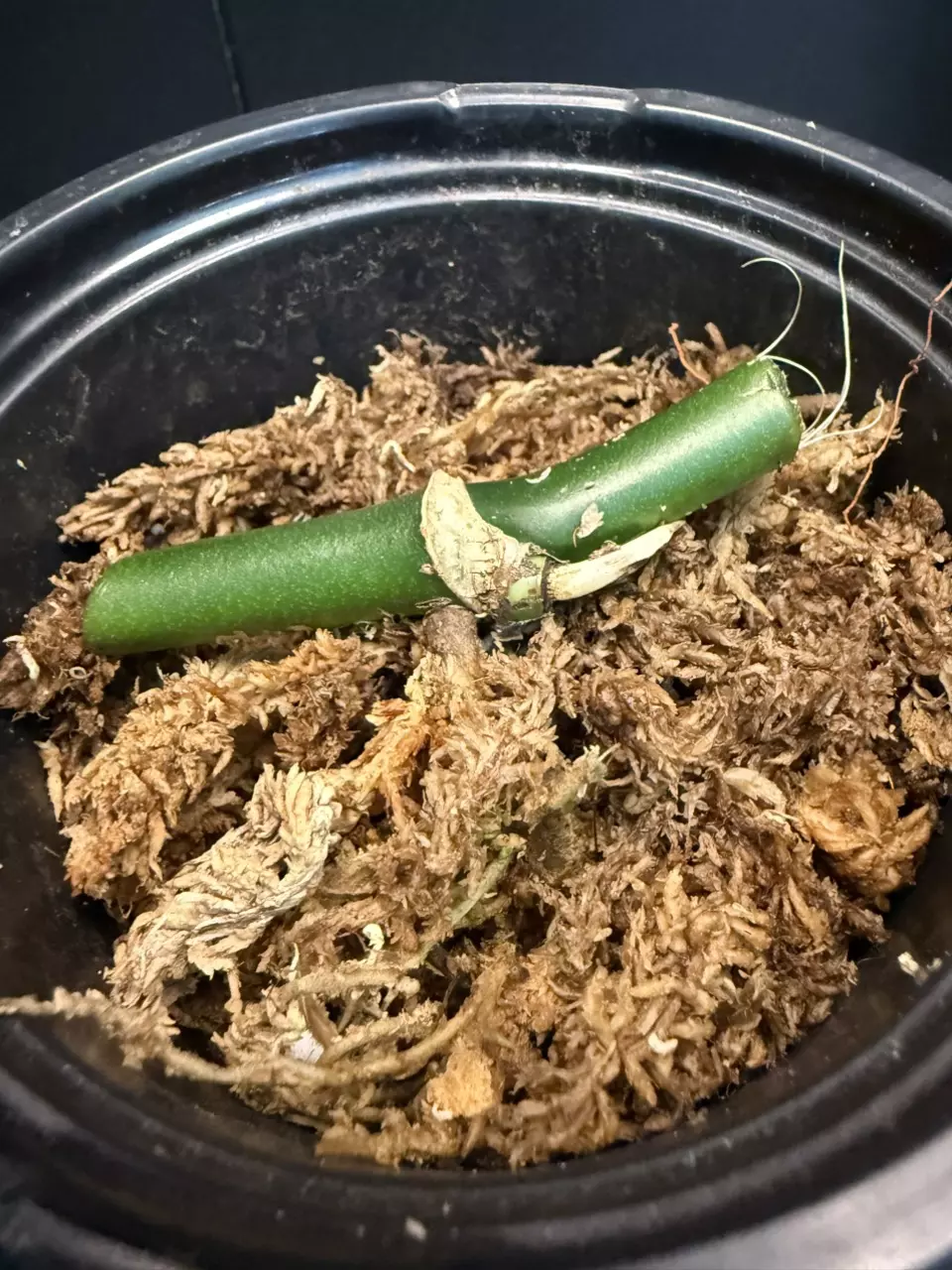 plant/Rare Monstera egregia Rooted Node w/ Growth Point 🌱-0