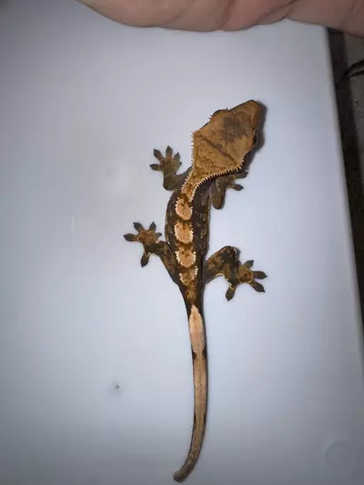 plant/CG#14-0-thumbnail