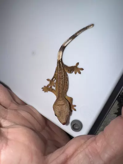 plant/CG#23-0-thumbnail