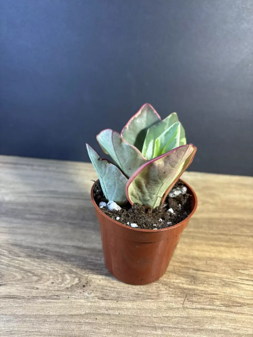 plant/Peperomia Ginny Variegated 3” - grower’s choice-0