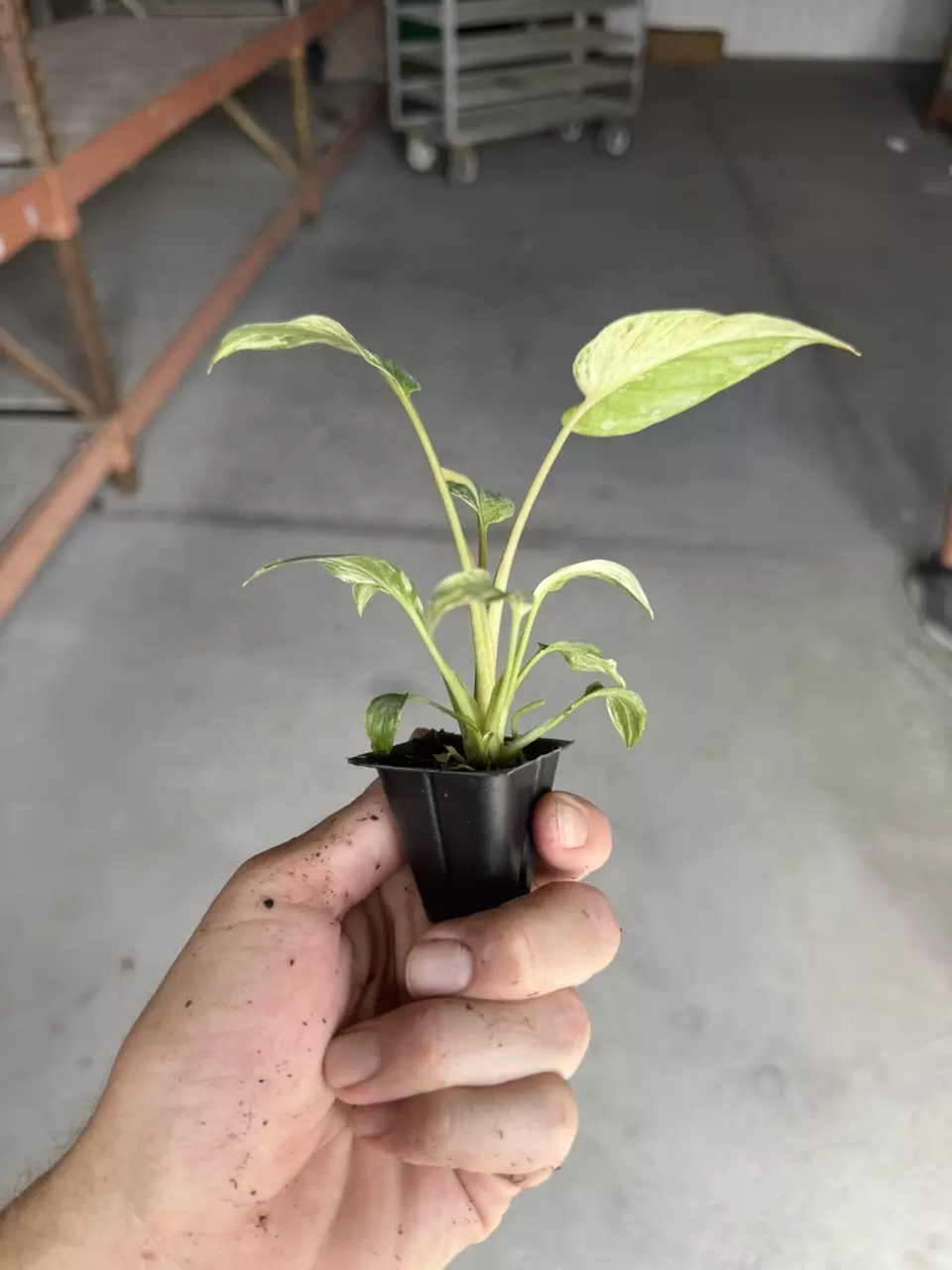 plant/Homalomena java starter plant growera choice-6