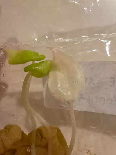 plant/REHAB tissue culture TC pack. Alocasia Aurea Wentii & Alocasia Aurea Gageana-3-thumbnail