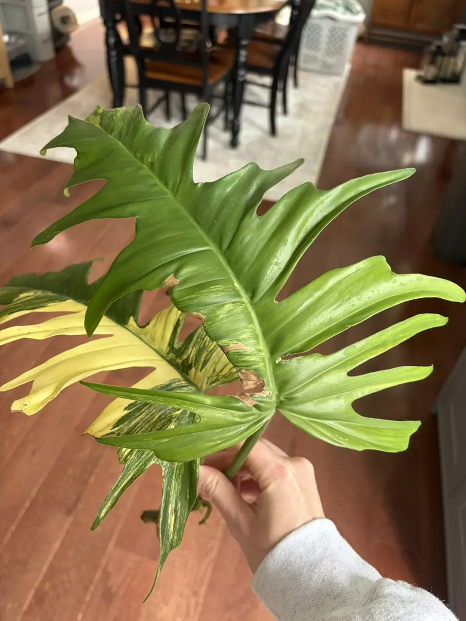 plant/Florida Beauty x Mayoi Top Cut-1