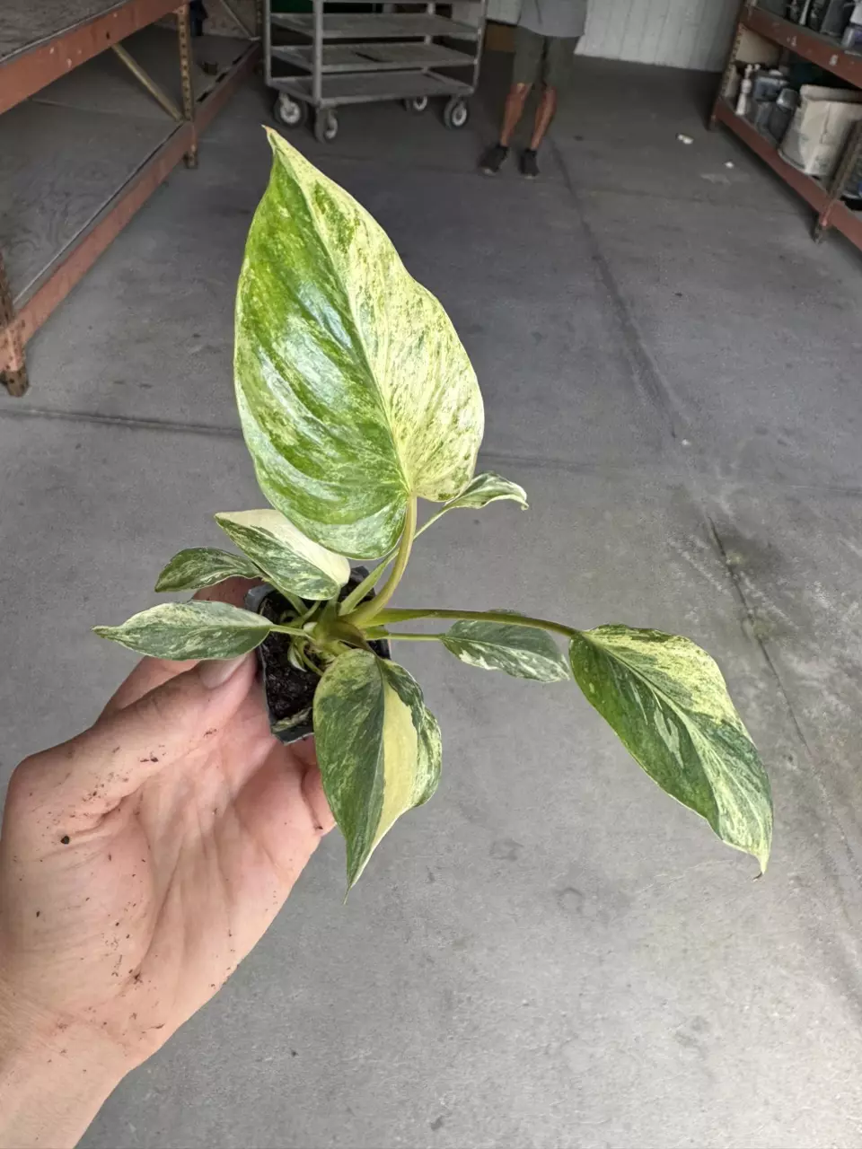 plant/Homalomena java starter plant growera choice-1