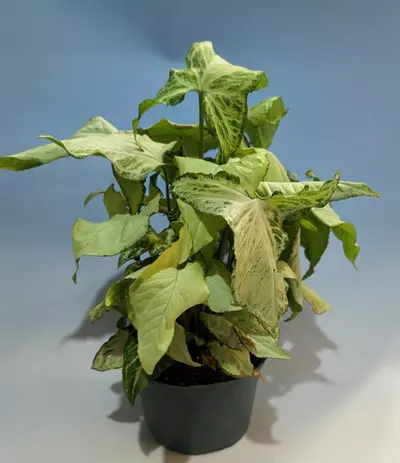 plant/Syngonium White Butterfly #177-1-thumbnail