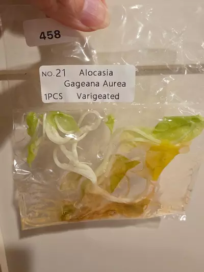 plant/REHAB tissue culture TC pack. Alocasia Aurea Wentii & Alocasia Aurea Gageana-0-thumbnail