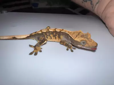 plant/CG#14-2-thumbnail