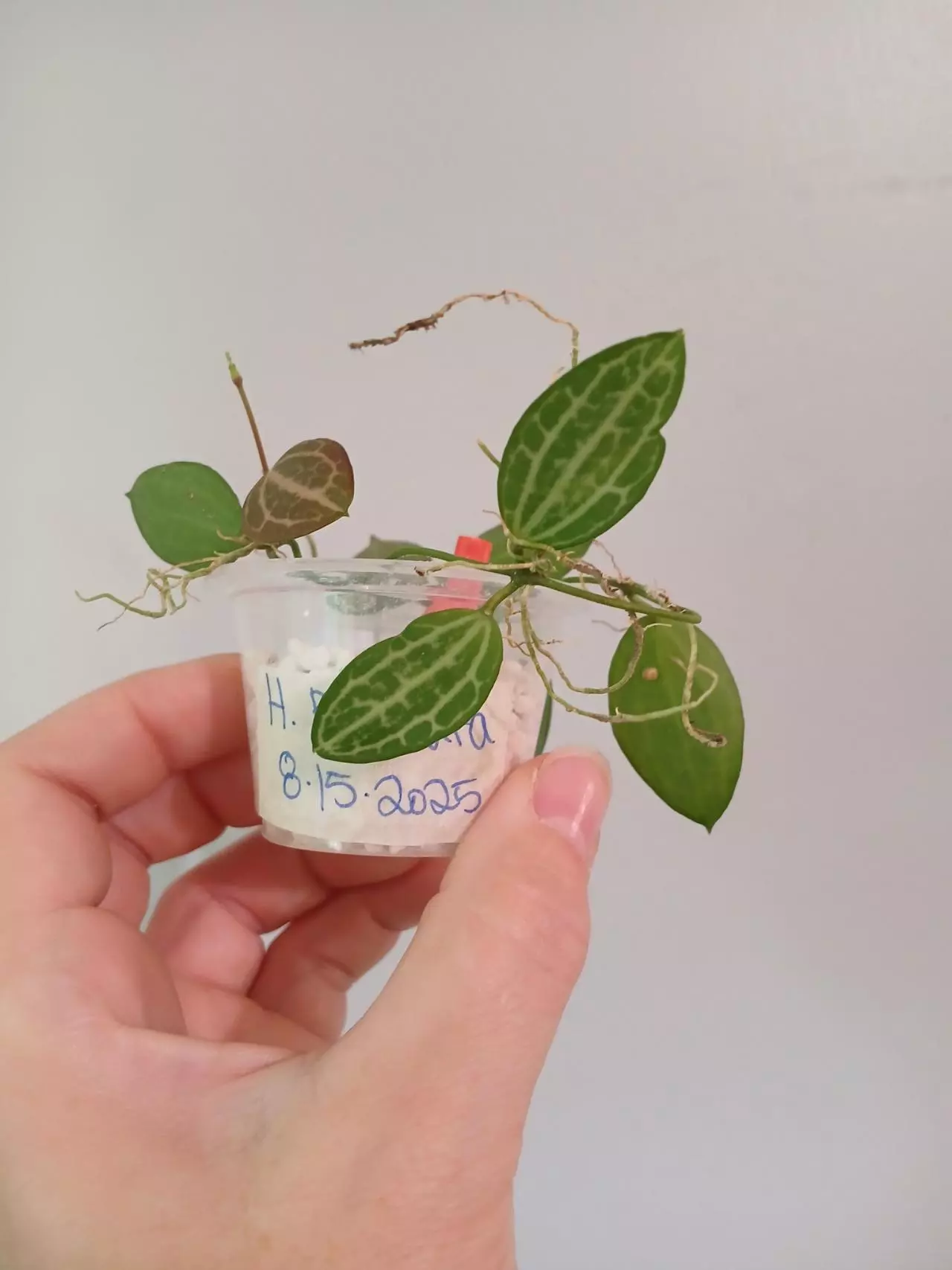 plant/Dischidia Ovata-1