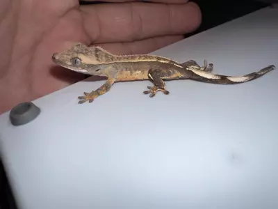 plant/CG#25-2-thumbnail