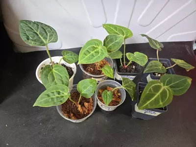 plant/Anthurium RVDP x Michelle-0-thumbnail