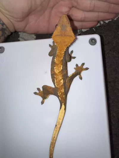 plant/CG#12-0-thumbnail