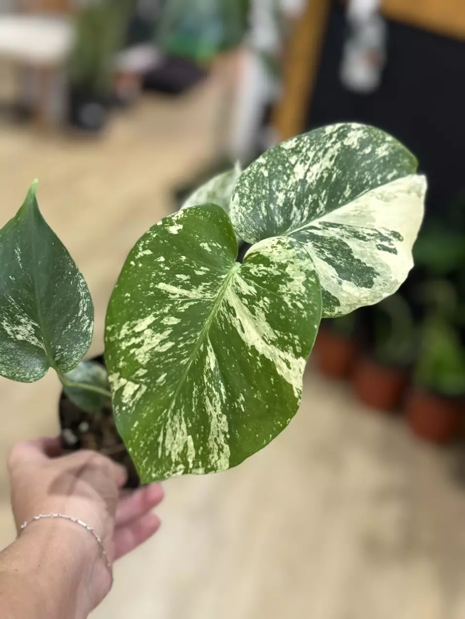 plant/Monstera white monster-0