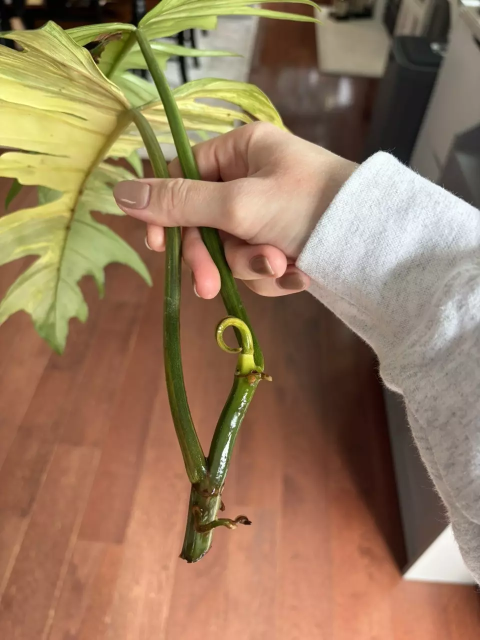 plant/Florida Beauty x Mayoi Top Cut-4