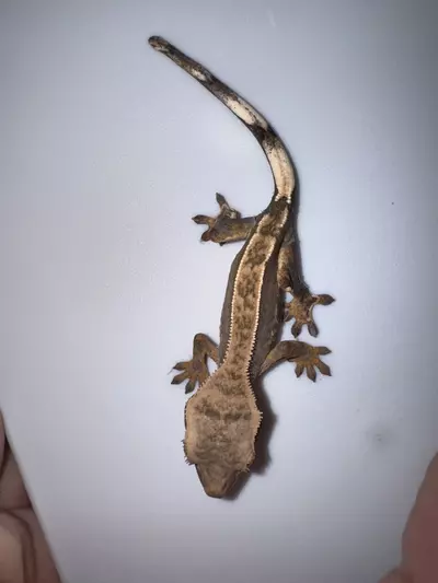 plant/CG#25-1-thumbnail