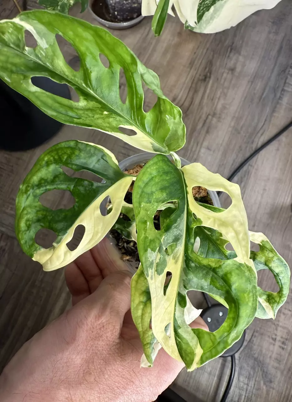 plant/Monstera adansonii albo-1