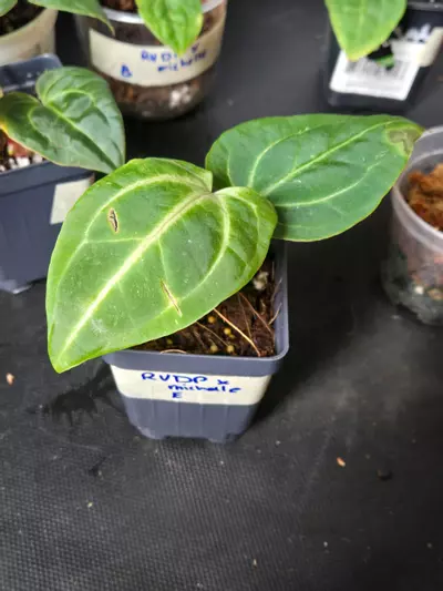 plant/Anthurium RVDP x Michelle-6-thumbnail