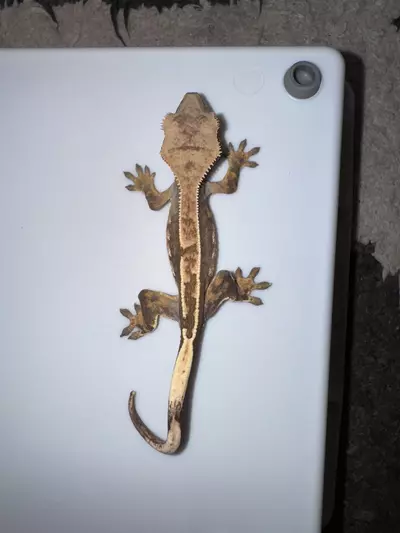 plant/CG# 8-0-thumbnail