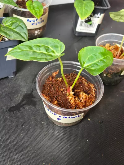 plant/Anthurium RVDP x Michelle-7-thumbnail