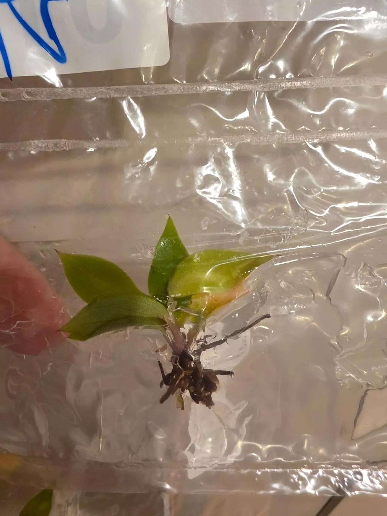 plant/Red Sun, Philo McDowell Tissue Culture Pack Rehab-1