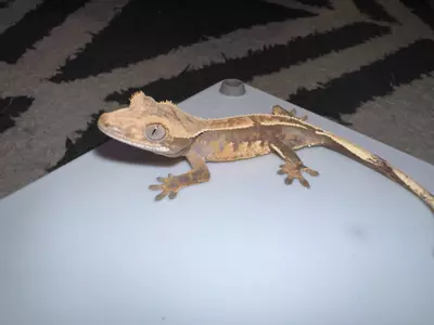 plant/CG# 8-2-thumbnail