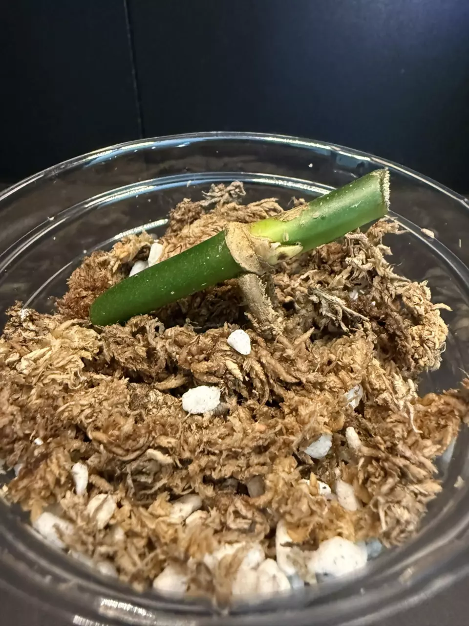 plant/Rare Monstera egregia Rooted Node w/ Growth Point 🌱(6)-0