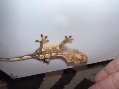 plant/CG#14-3-thumbnail