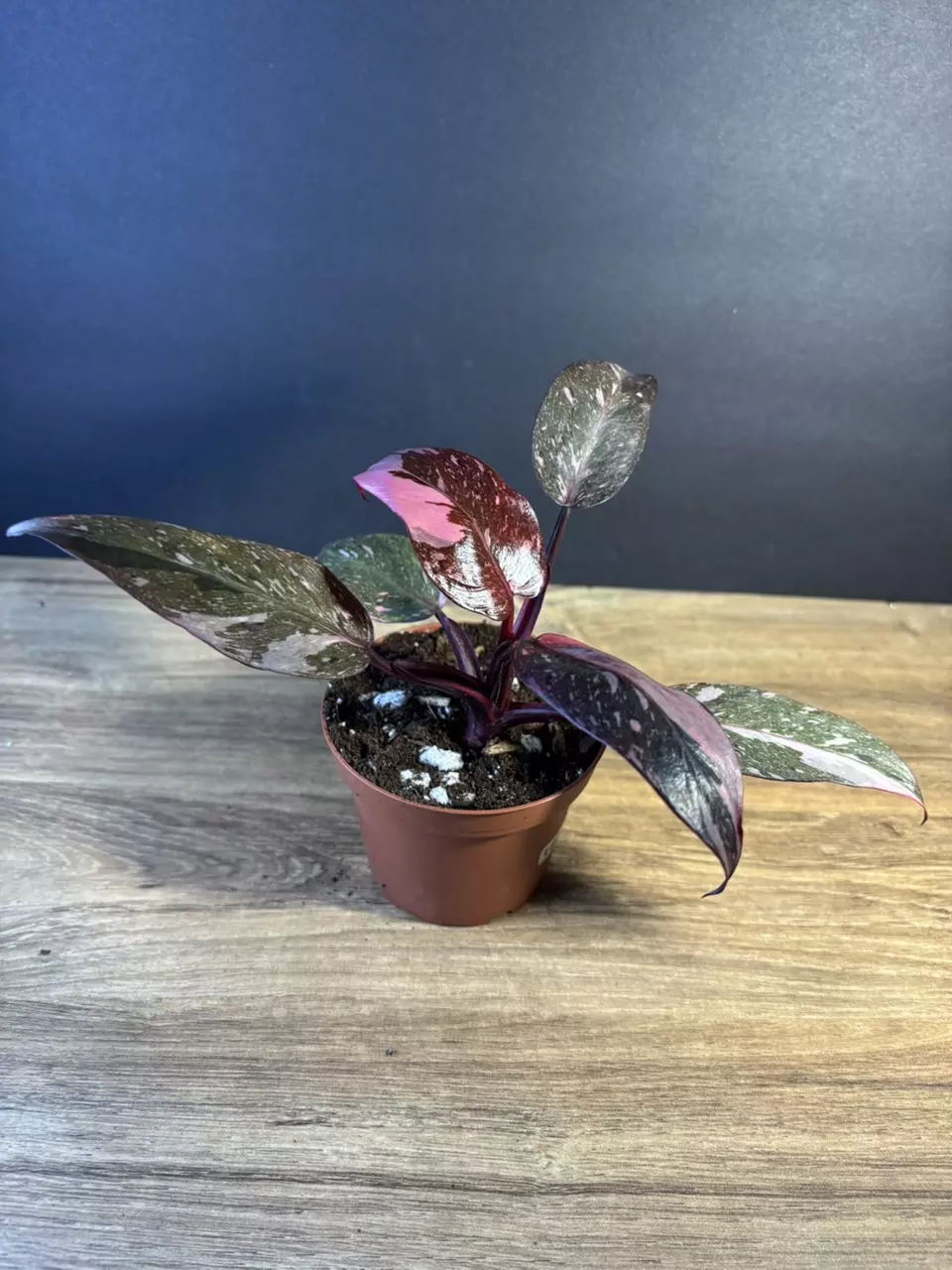 plant/Philodendron Pink Princess Marble 4”-2